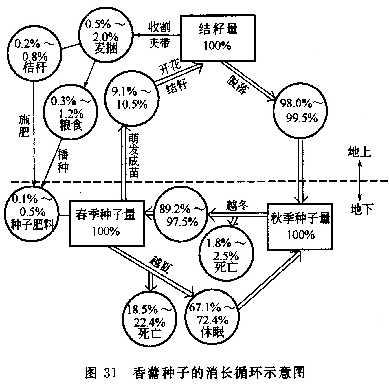 香薷种子的消长示意图